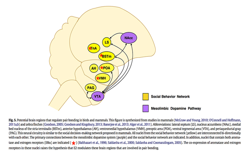 A figure from an article outlining areas of the brain