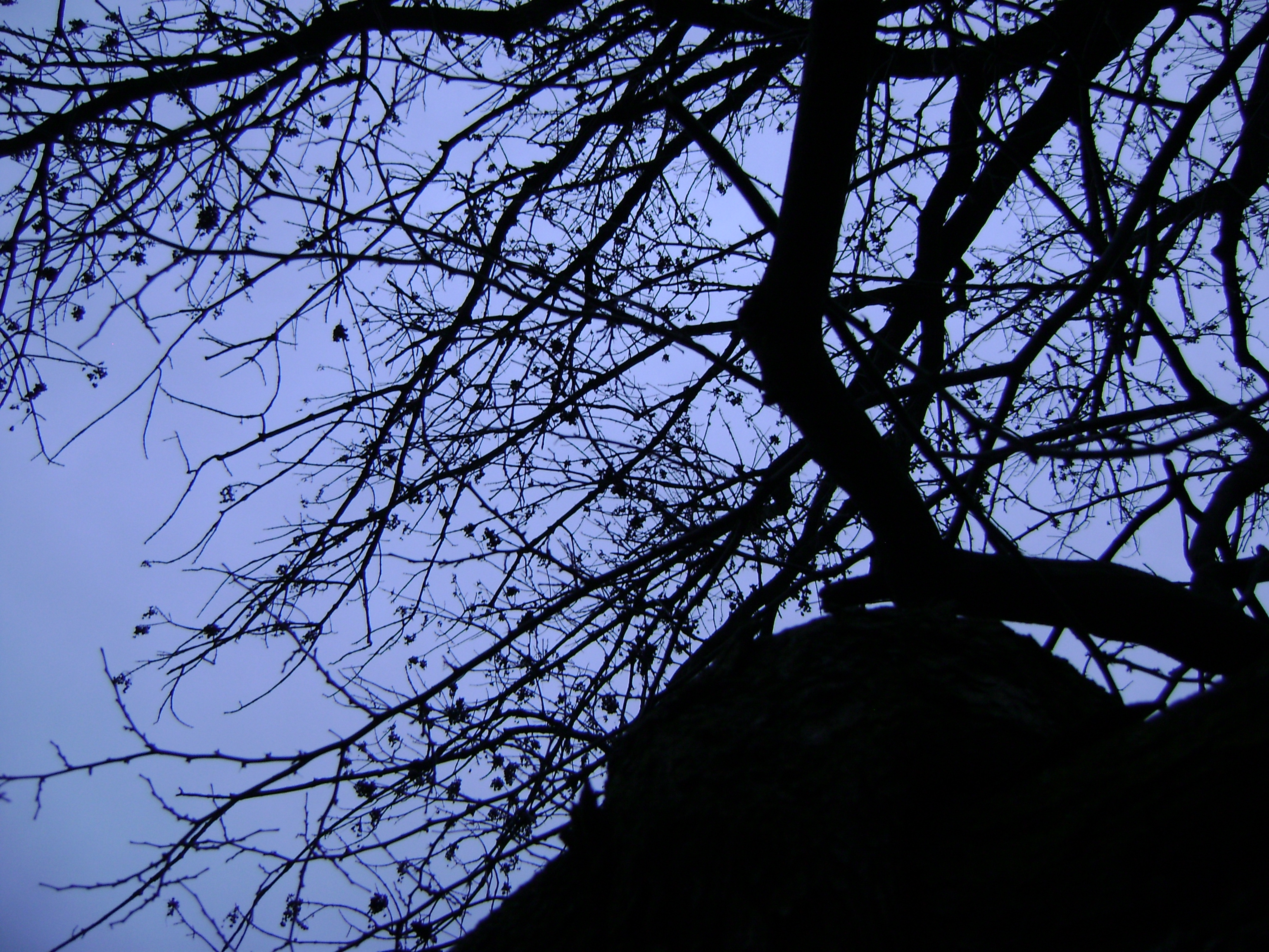 photo of a large, bare, twiggy tree, taken from belowso that the dark branches are in profile against a cloudy sky