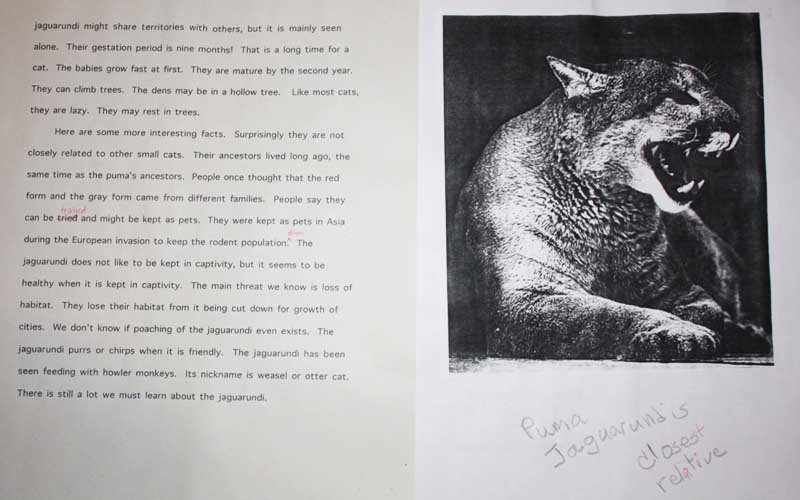 A student's paper and an image of a puma.