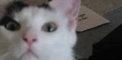 A cat staring at the camera
