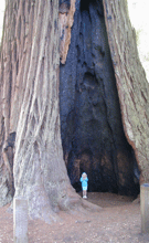A child at the bottom of a large tree