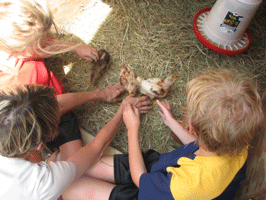 Children playing with young chickens
