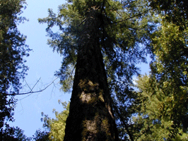 A tree in shadows in the forest