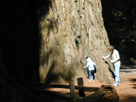 A mother and a child examining a large tree trunk