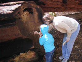 Mother and daughter examining a tree's rings