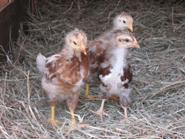 Three young chickens