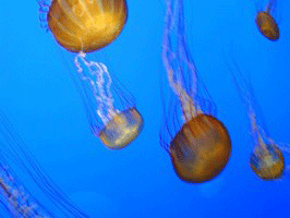 Five jellyfish