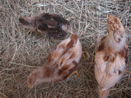 Young chickens