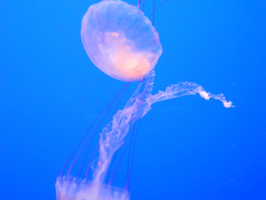 Two jellyfish