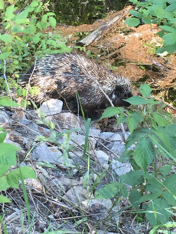 Porcupine; courtesy of Gesa Kirsch