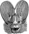 a decorative image of a bat with large ears