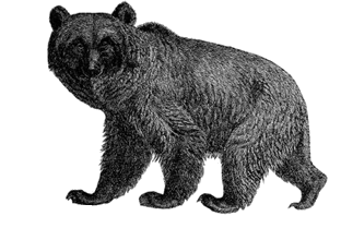 decorative image of a bear