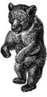 a decorative image of a bear
