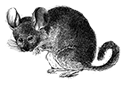 a decorative image of a chinchilla