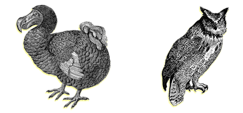 decorative image of a dodo bird
