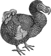a decorative image of a dodo