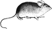 a decorative image of a mouse