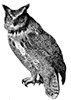 a decorative image of an owl