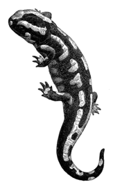 decorative image of a salamander