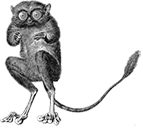 decorative image of a tarsier, a type of primate