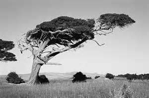 Figure 1 is a black and white image of a windblown tree in a field.