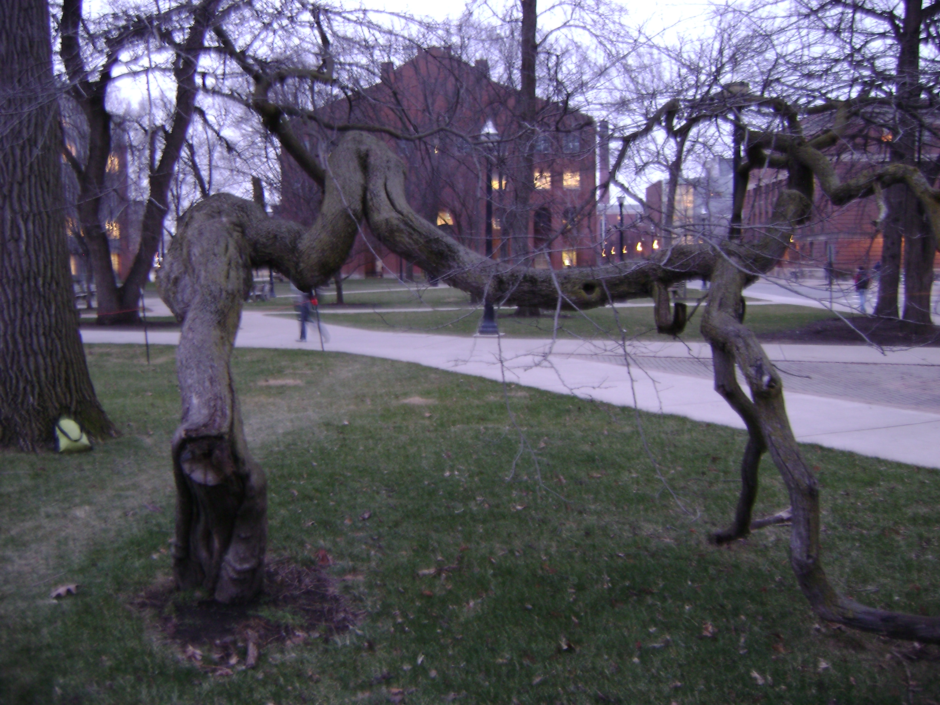 photo of a knarled tree bare of leaves, bent over so that the top of the tree touches the ground