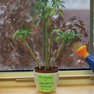 A small plant is placed next to a window. The plant has a sticky note on it reading "My Name is Henry K."