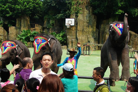 Pengfei at the Changlong Zoo in Guangzhou, China